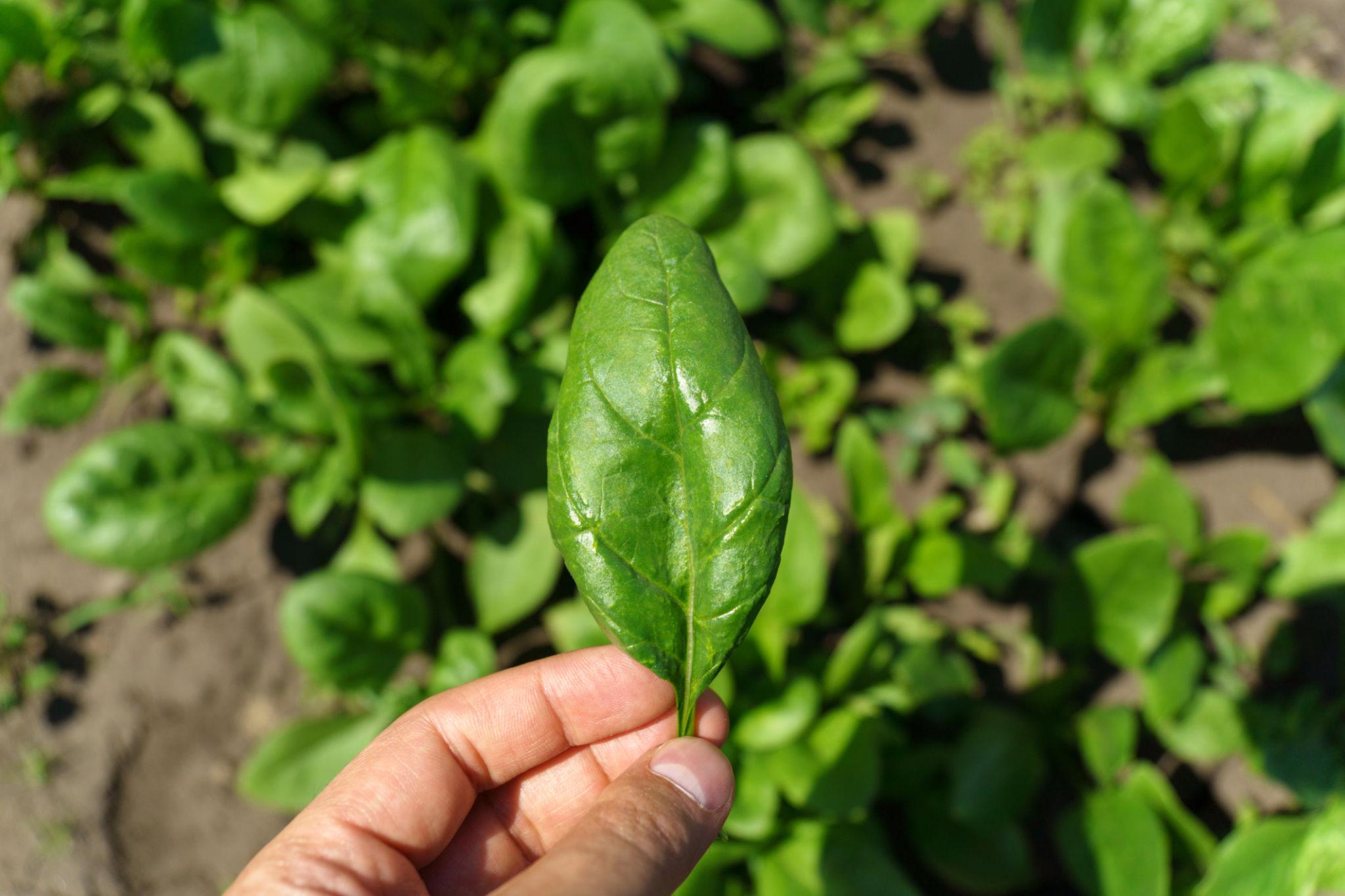 Advanta OP Multicut HARIT SHOBHA Palak (Spinach) Seeds Excellent Germination Quality