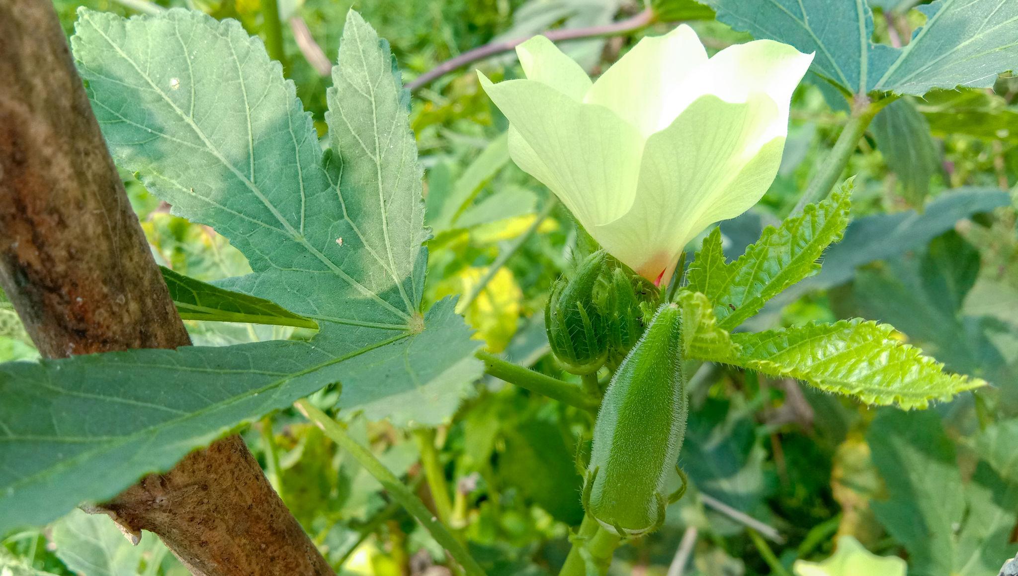 Ankur-41 Bhindi Seeds - Okra Seeds