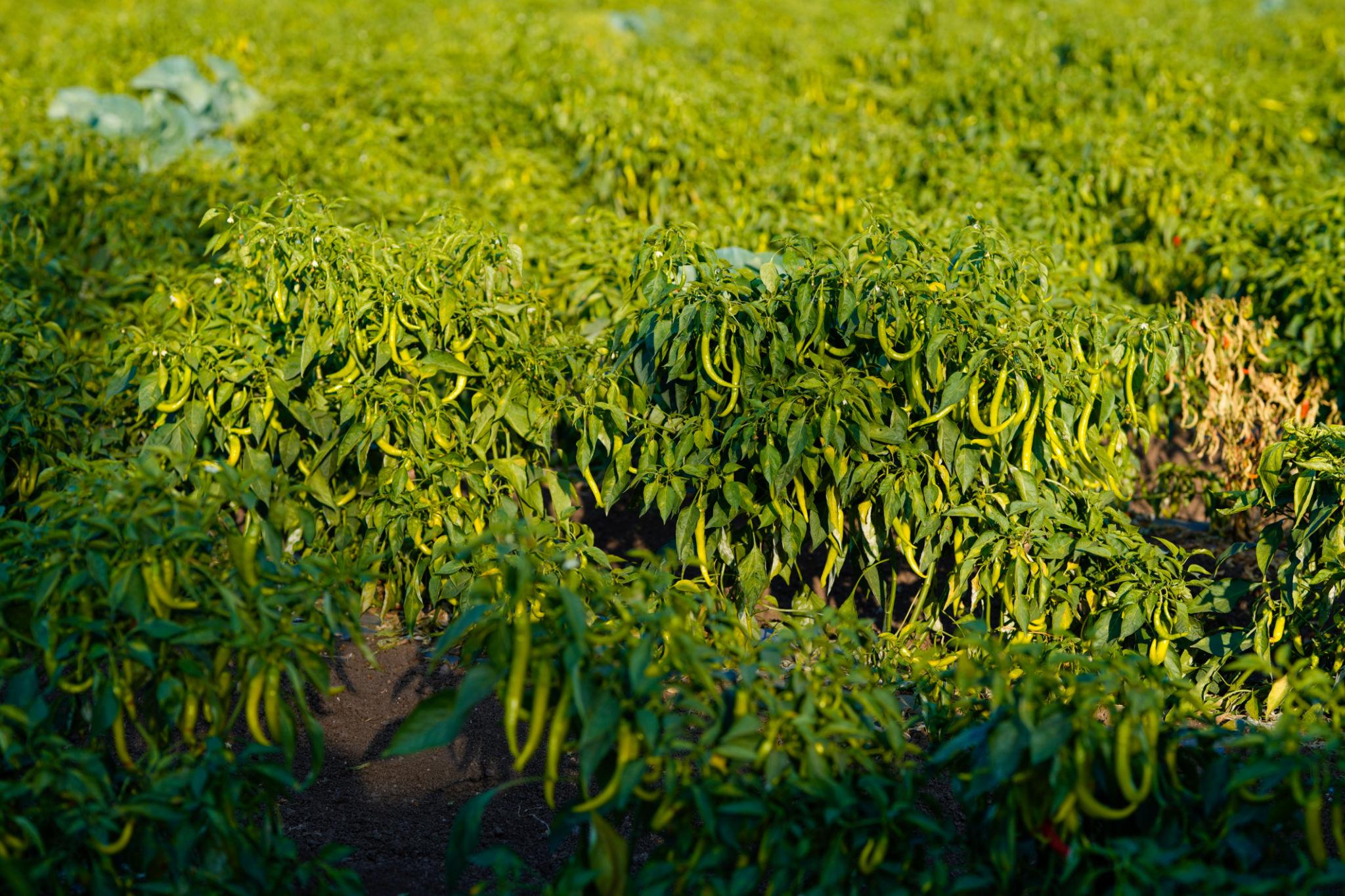 EXTREME SEEDS F1 Hybrid CH-27 Chilli Seeds - (Mirchi Seeds) Dual Purpose With LCV Tolerance, High Pungency