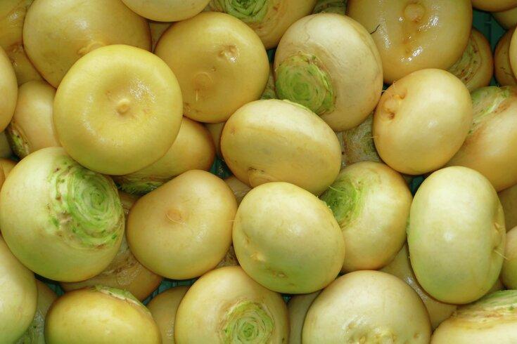 PAHUJA SEEDS F1 Hybrid Yellow Turnip Seeds for outdoor (Peela Shalgam)