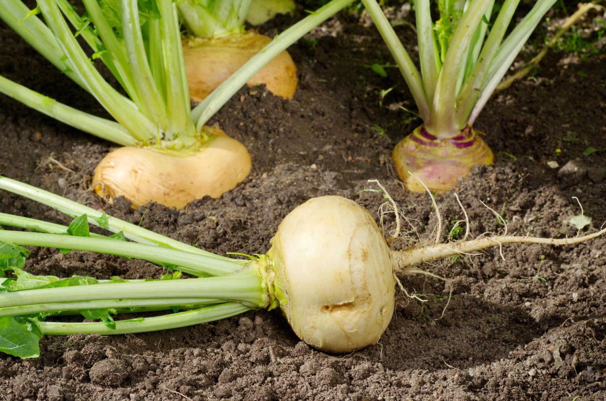 PAHUJA SEEDS F1 Hybrid Yellow Turnip Seeds for outdoor (Peela Shalgam)
