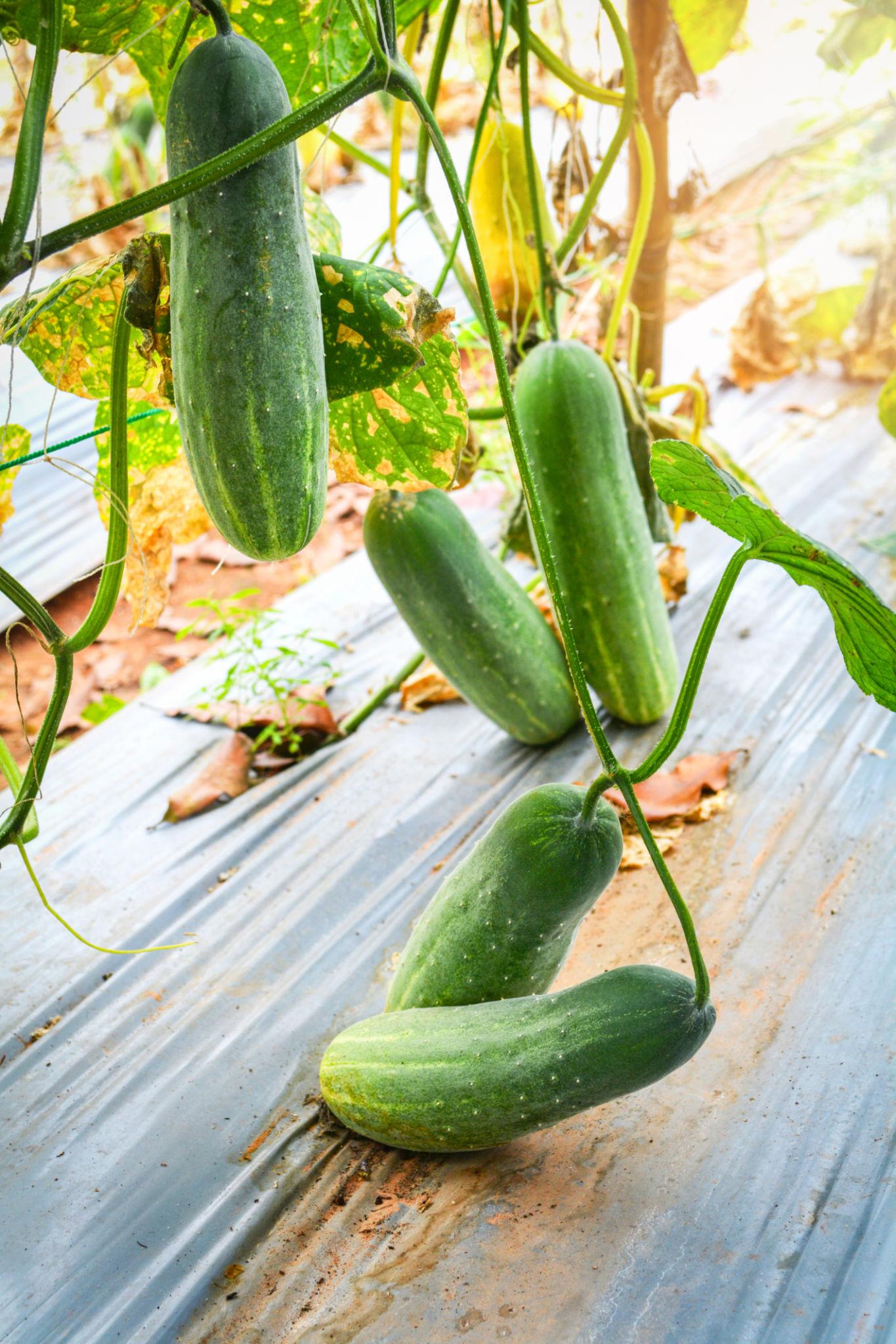 Team Seeds F1 Hybrid Azad Cucumber Seeds (kheera) for outdoor
