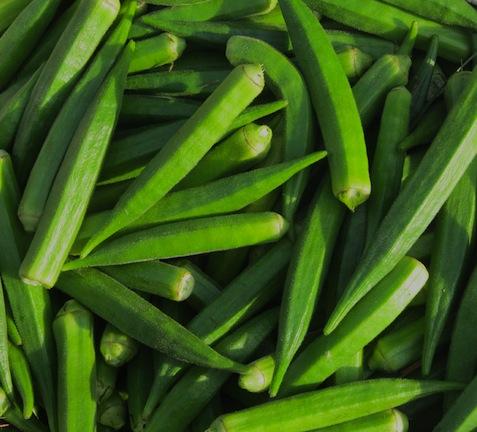 Indus OP 101 Okra Bhindi Seeds