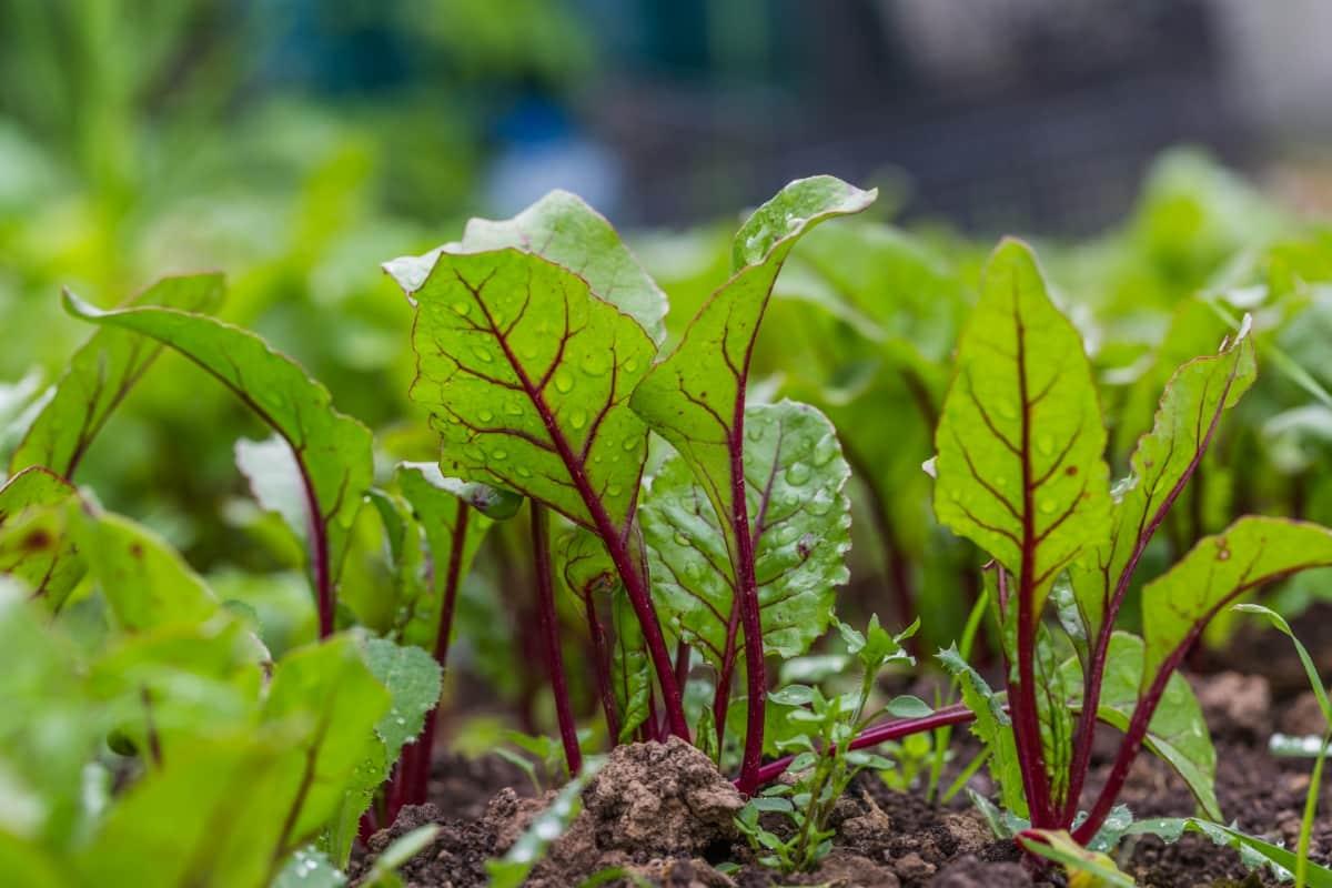 Advanta F1 Hybrid Lalima Beetroot Seeds (CHUKANDAR) Suitable For Both Fresh Market And Processing