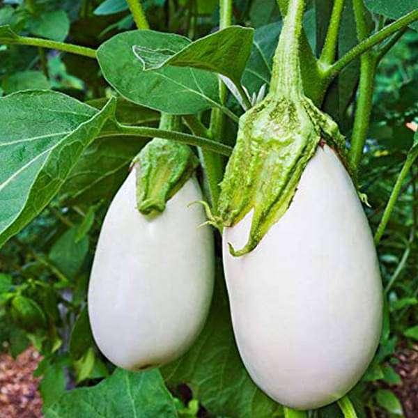 Team Seeds F1 Hybrid Isha White Chuchu Brinjal Seeds