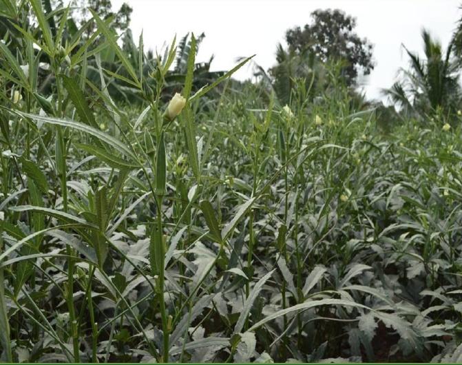 Advanta F1 Hybrid Venus Okra Seeds (Bhindi) Dark Green Colour with Good Shelf Life, High Quality