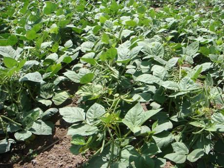 Luxmi Seeds MH-1142 Moong Seeds