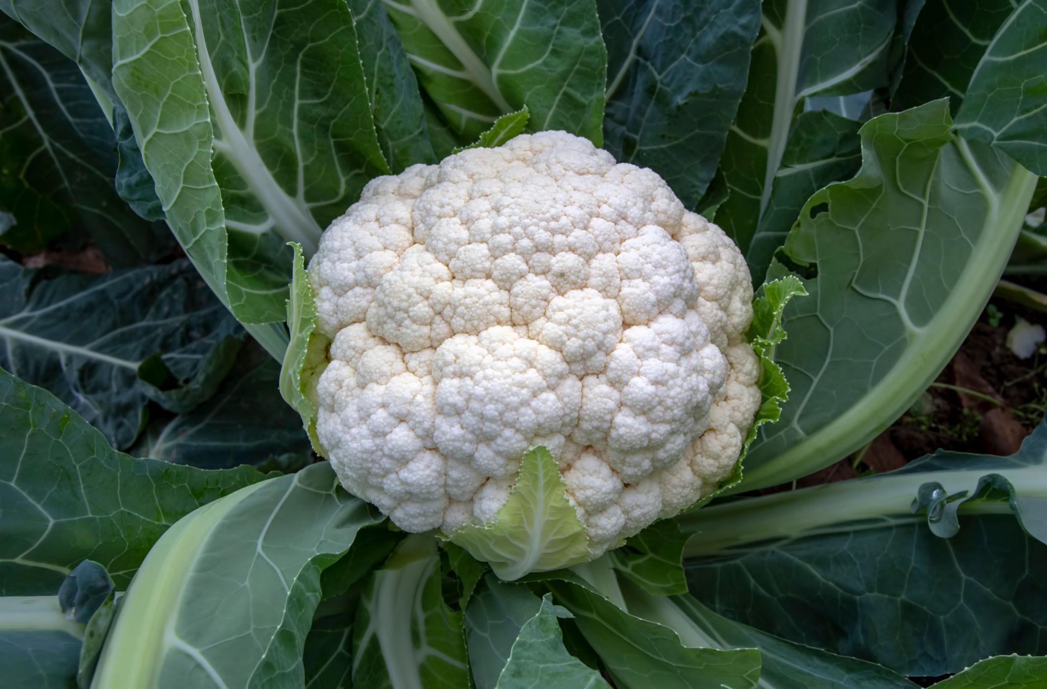 Advanta Mahima 80 F1 Hybrid Cauliflower Seeds (Gobhi) Premium Quality, Long Maturity and High Yield