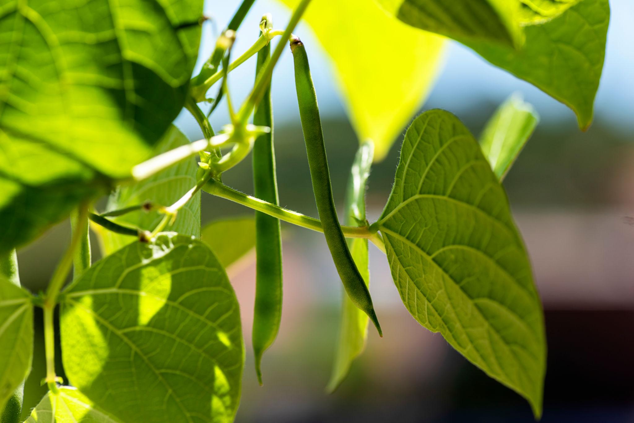 EXTREME SEEDS BEANS Seeds for Outdoor