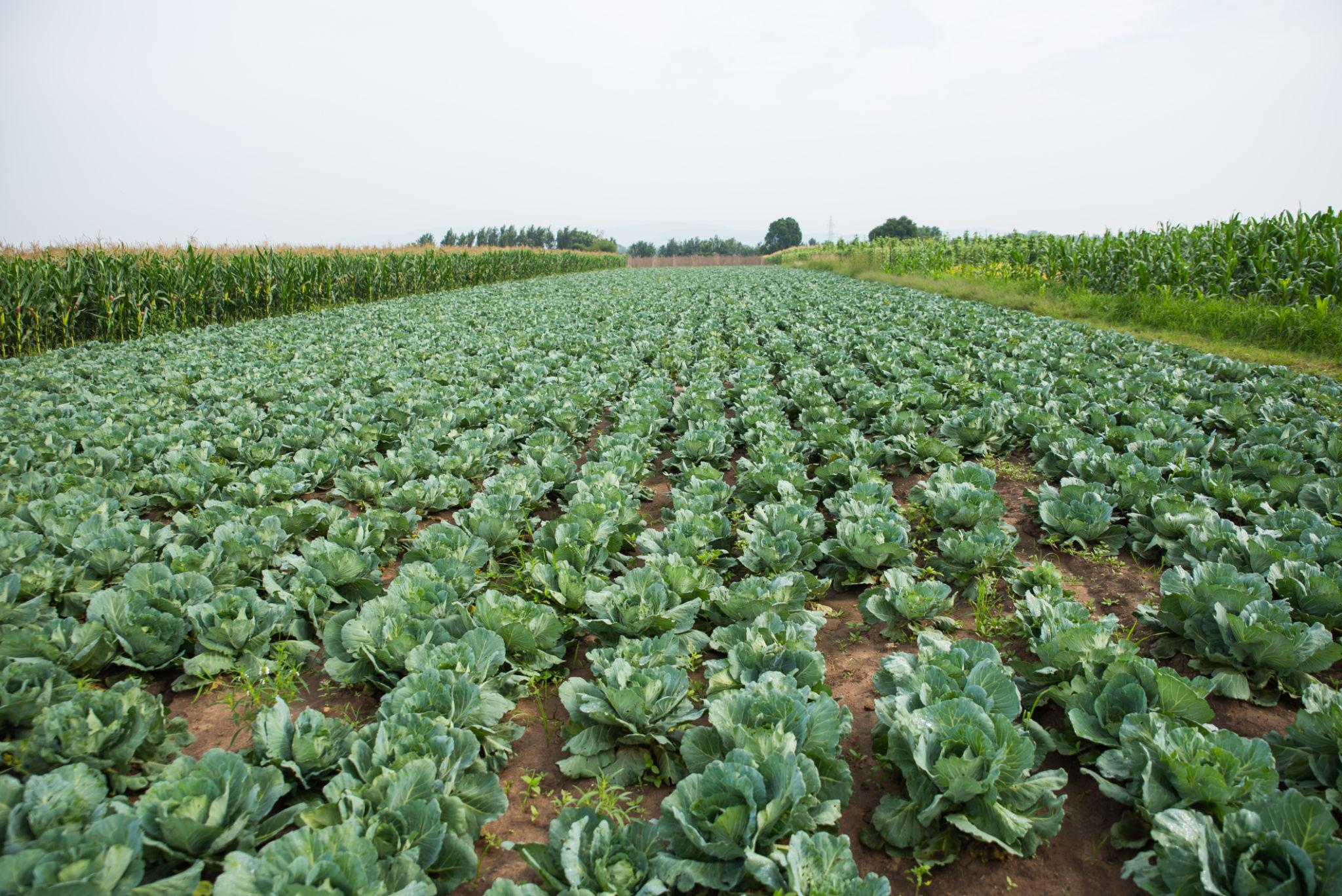 EXTREME SEEDS F1 Hybrid ROHINI Cauliflower Seeds, Best In Germination, White Curd Color