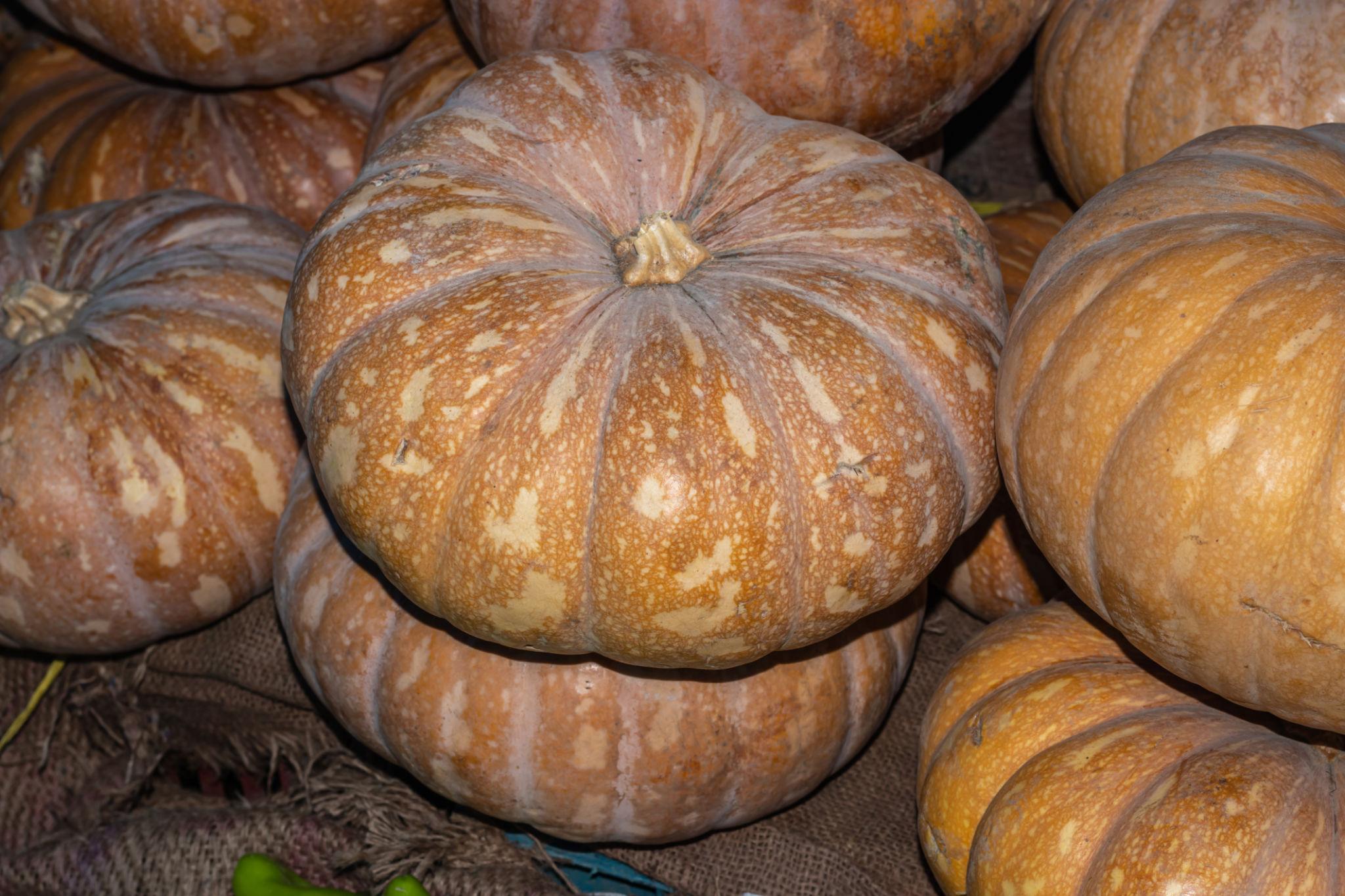 Mahyco F1 Hybrid  MAHY-1 Pumpkin Seeds by – Orange-Yellow Fruits with Long Shelf Life