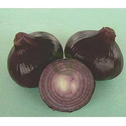 NEELAM OP BLACK PEARL ONION SEEDS (KANDA,PYAAZ BEEJ)