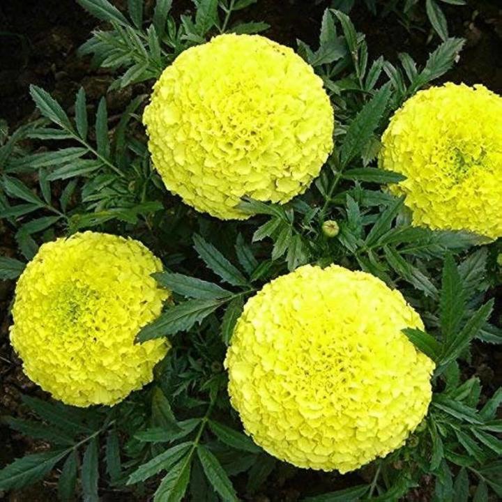 Indus Seeds F1 Hybrid Sweet Yellow Marigold Flower Seeds