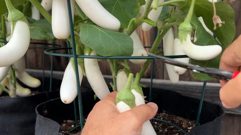 Team Seeds F1 Hybrid White Long Brinjal Seeds