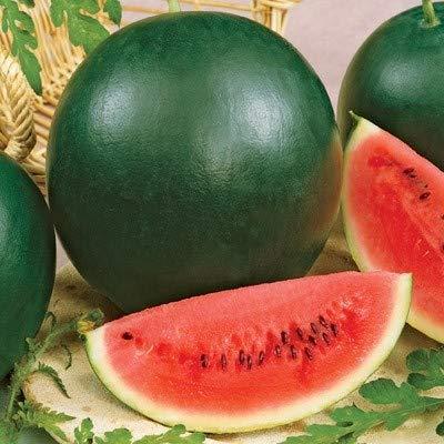 Syngenta Simbha Watermelon Seeds - (WMT 8630) (TARBOOZ) 1000 SEEDS PACK