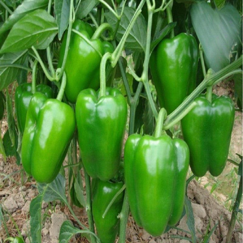 VNR SUPER WONDER Capsicum Seeds, Shimla Mirch
