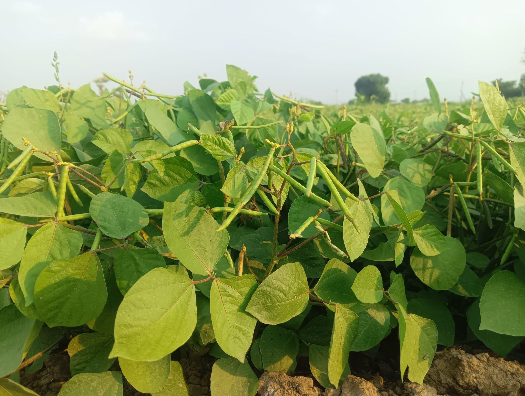 Luxmi Seeds MH-1142 Moong Seeds