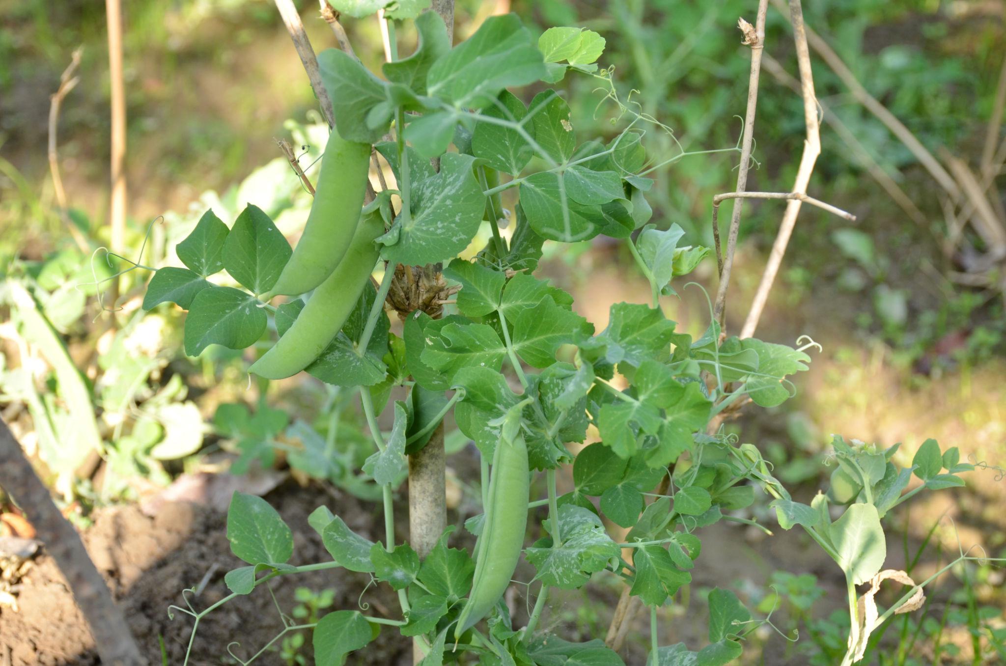 GENNEXT MAGIC-100 PEAS SEED (MATAR) FOR OUTDOOR
