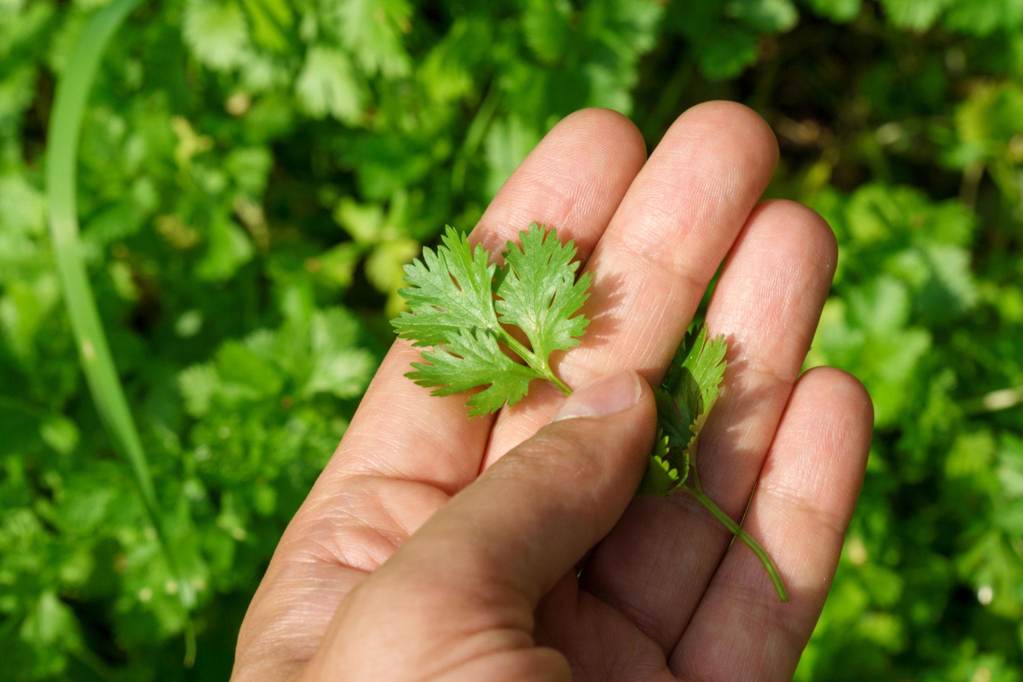 JK Anand Coriander Seeds (Dhania) Fast Growing, Multiple Cuttings, Disease Tolerant, Fast Growing Plant