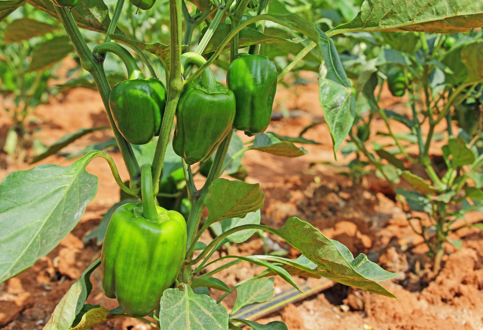 Syngenta Indra Hybrid Capsicum Seeds  (shimla Mirch)- High Yield, Heat & Cold Set----1500 Seeds Pack