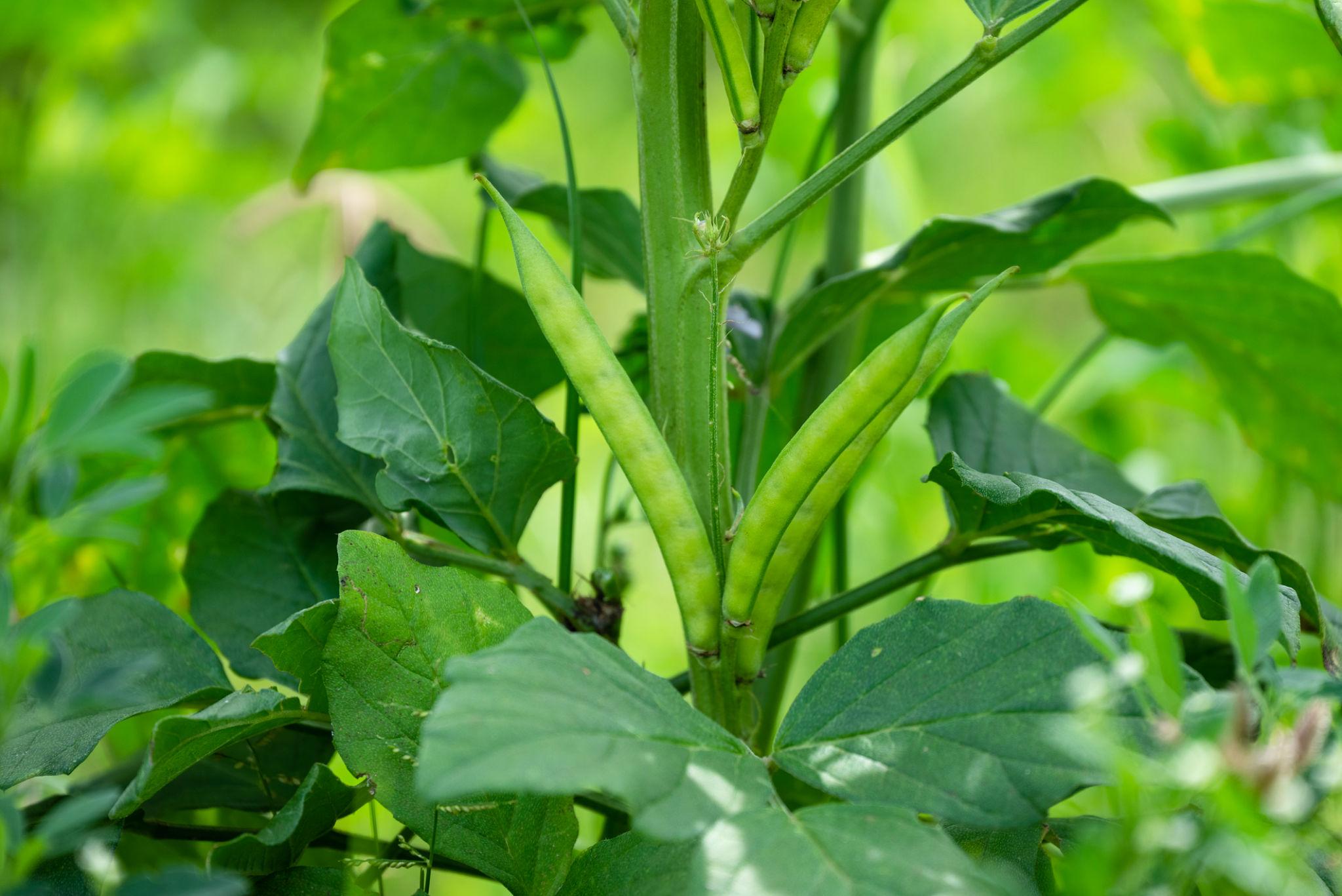Ankur Seed Rani Cluster Beans Vegetable Seeds, Guar Ke Beej, High Yielding Variety For Kharif and Summer
