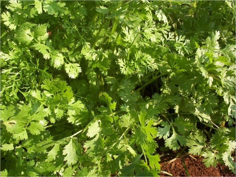 JK Anand Coriander Seeds (Dhania) Fast Growing, Multiple Cuttings, Disease Tolerant, Fast Growing Plant