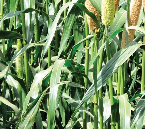 Advanta Sugargraze ADV 693 Sorghum Seeds - Grass Seeds, High Yielding Nutritious Fodder, Suitable for Single Cut, Tall Thick (SSG & JOWAR)