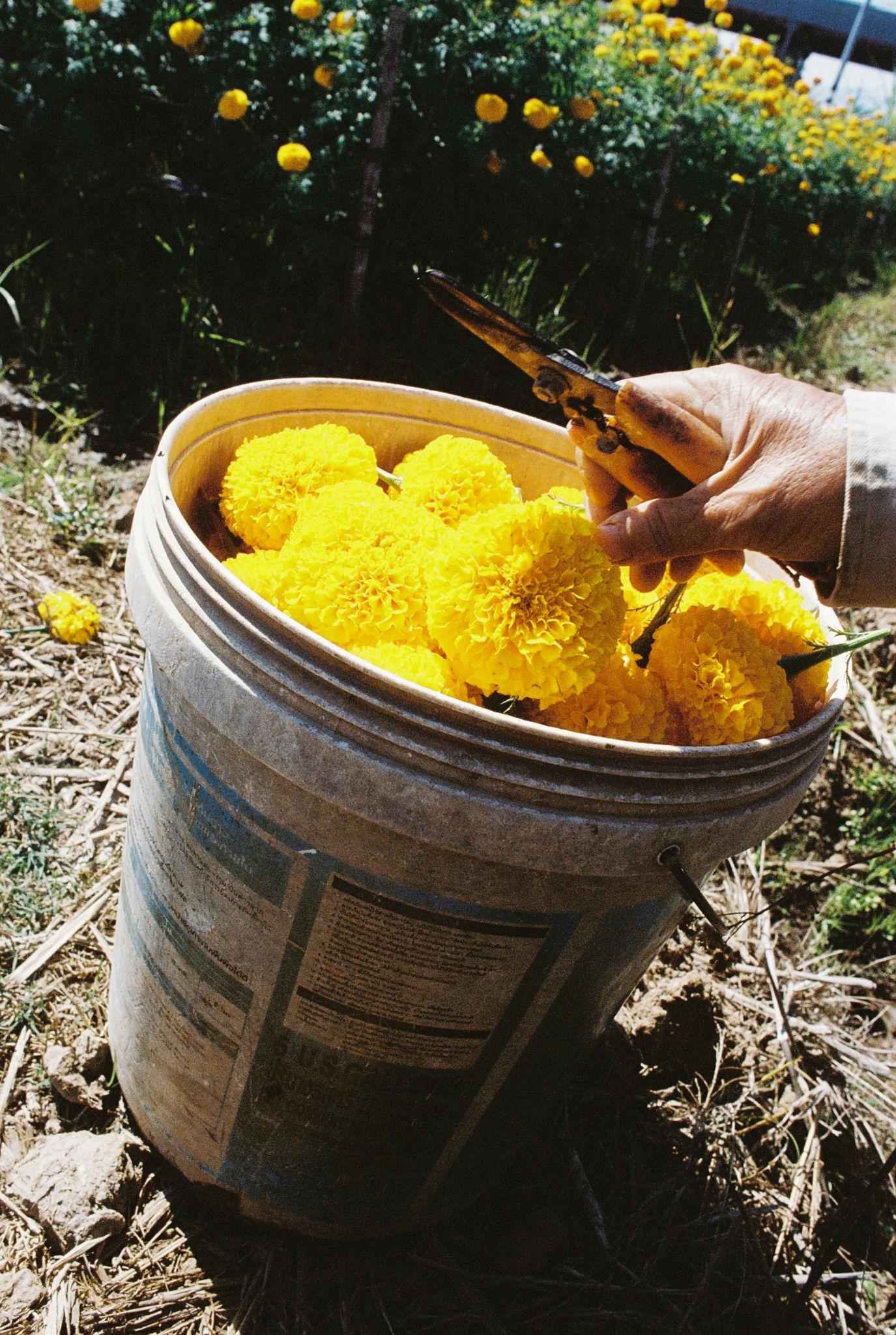 Indus Seeds F1 Hybrid Gold Spot 2 Marigold seed, Compact Lemon Yellow Flower Seeds with High Yield Variety