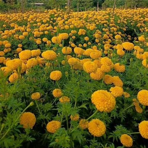 Indus Seeds F1 Hybrid Yellow Benz Tall Marigold Flower Seeds, Vibrant Lemon Yellow Blooms