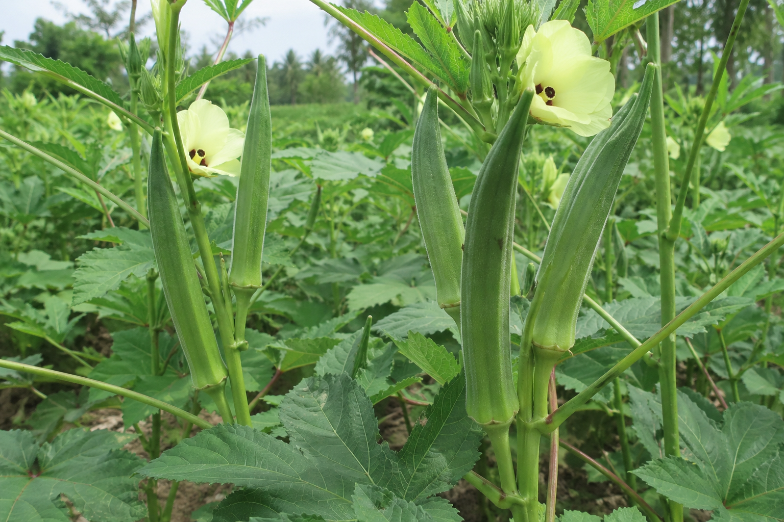 Syngenta Okra Hybrid Seeds OH 2324 (Bhindi) 250GM