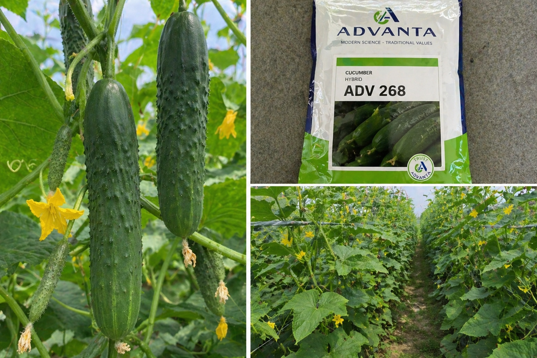 Advanta F1 Hybrid Cucumber (kheera & kakdi) ADV 268 Vegetable Seeds Pack of 8GM