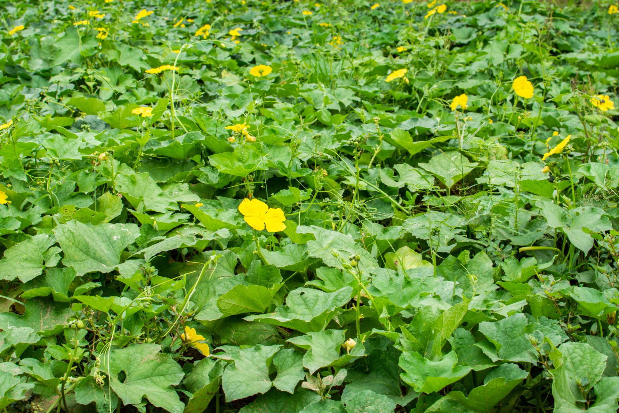 VNR Sponge Gourd Alok F1 Hybrid Seeds (Tori) Gilki ke Beej, Very High Yielding, Best In Germination