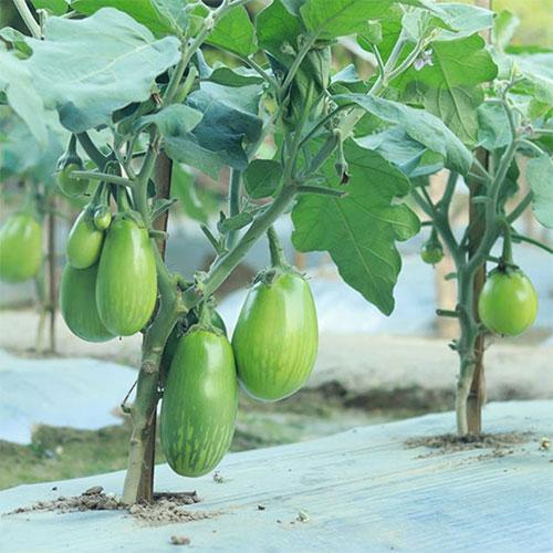 Clause F1 Hybrid Harshit Green Brinjal Seeds (bengan)