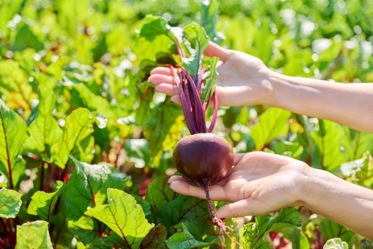 Advanta F1 Hybrid Lalima Beetroot Seeds (CHUKANDAR) Suitable For Both Fresh Market And Processing