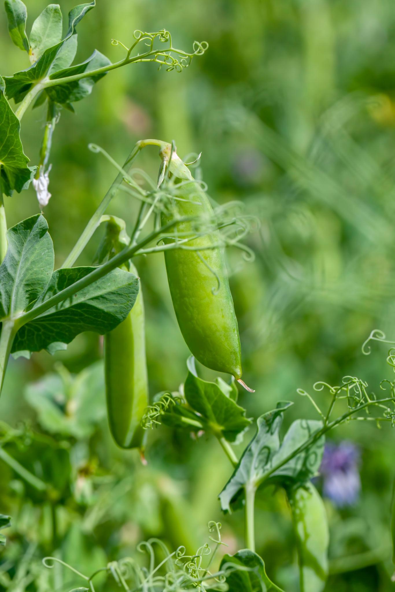 JK SEEDS F1 HYBRID 124 Green Pea Seeds, Dark Green Pods, Disease Tolerant, High Yield