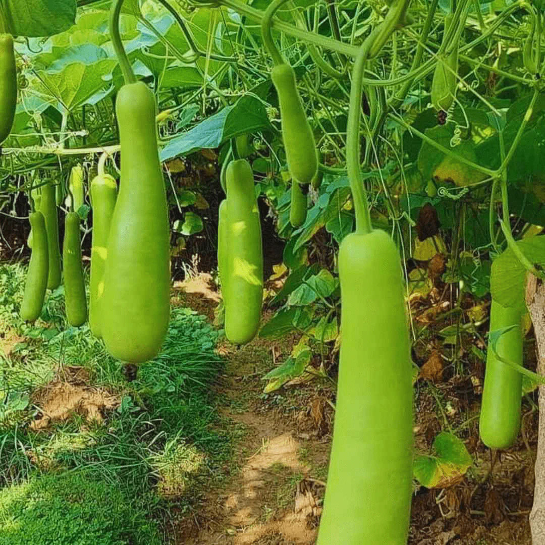 JK F1 Hybrid 9113 Bottle Gourd Seeds (loki) for outdoor, gardening, kitchen