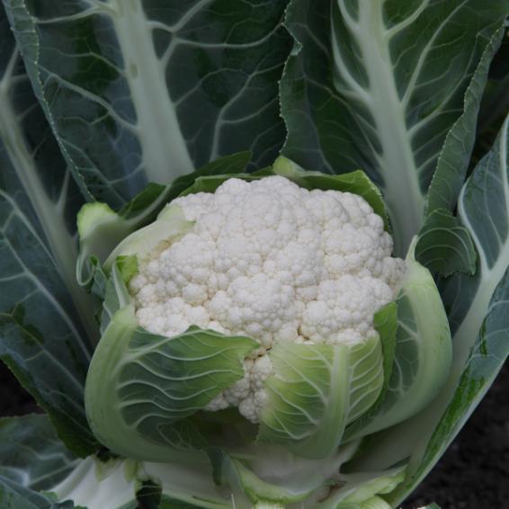 Seminis SV 4051AC Hybrid Cauliflower(Gobhi) Seeds 2000 Seeds (6.50g) pack