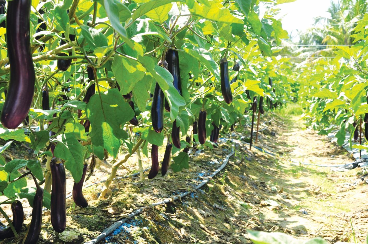 Seminis Shamli Brinjal Seeds - (Eggplant Seeds & bengan beej) Long Purple Fruits, Early Harvesting Variety
