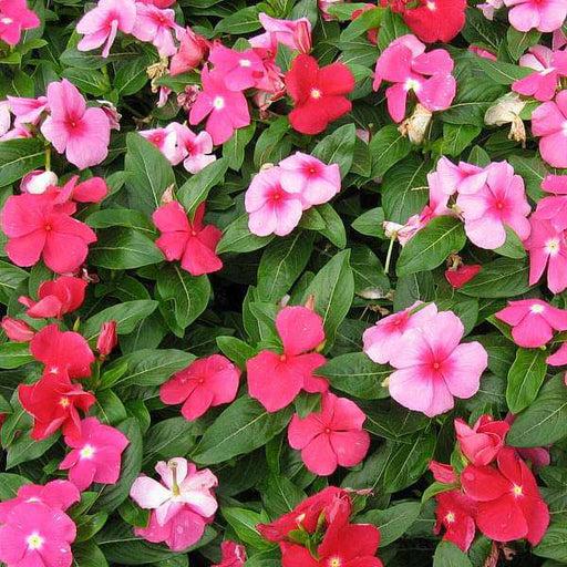 Indus F1 Hybrid IB MIX Flower Seeds