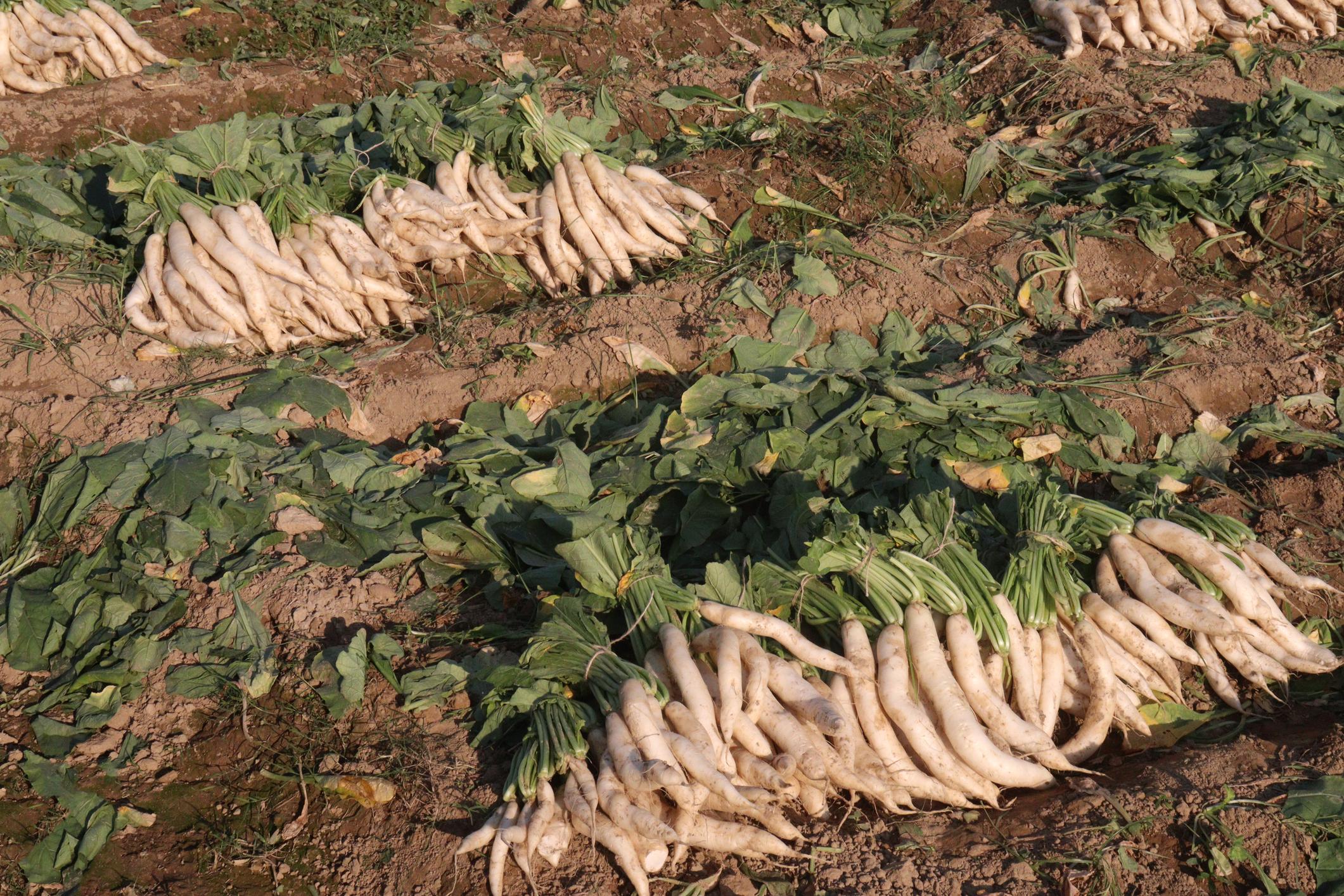 R.K.SEEDS EARLY R-30 Radish Seeds for Outdoor