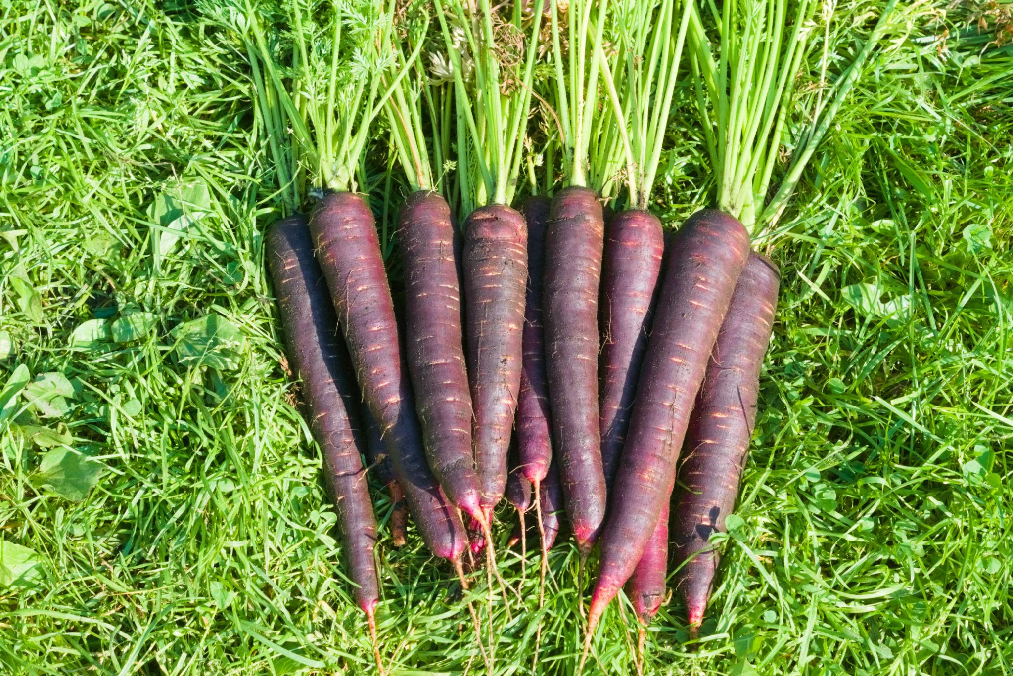 EXTREME SEEDS Organic Black Carrot (Kaali Gaajar) Seeds for Home Gardening Germination Rate, Non-GMO, Heirloom Variety Ideal for Pots, Terrace & Kitchen Garden
