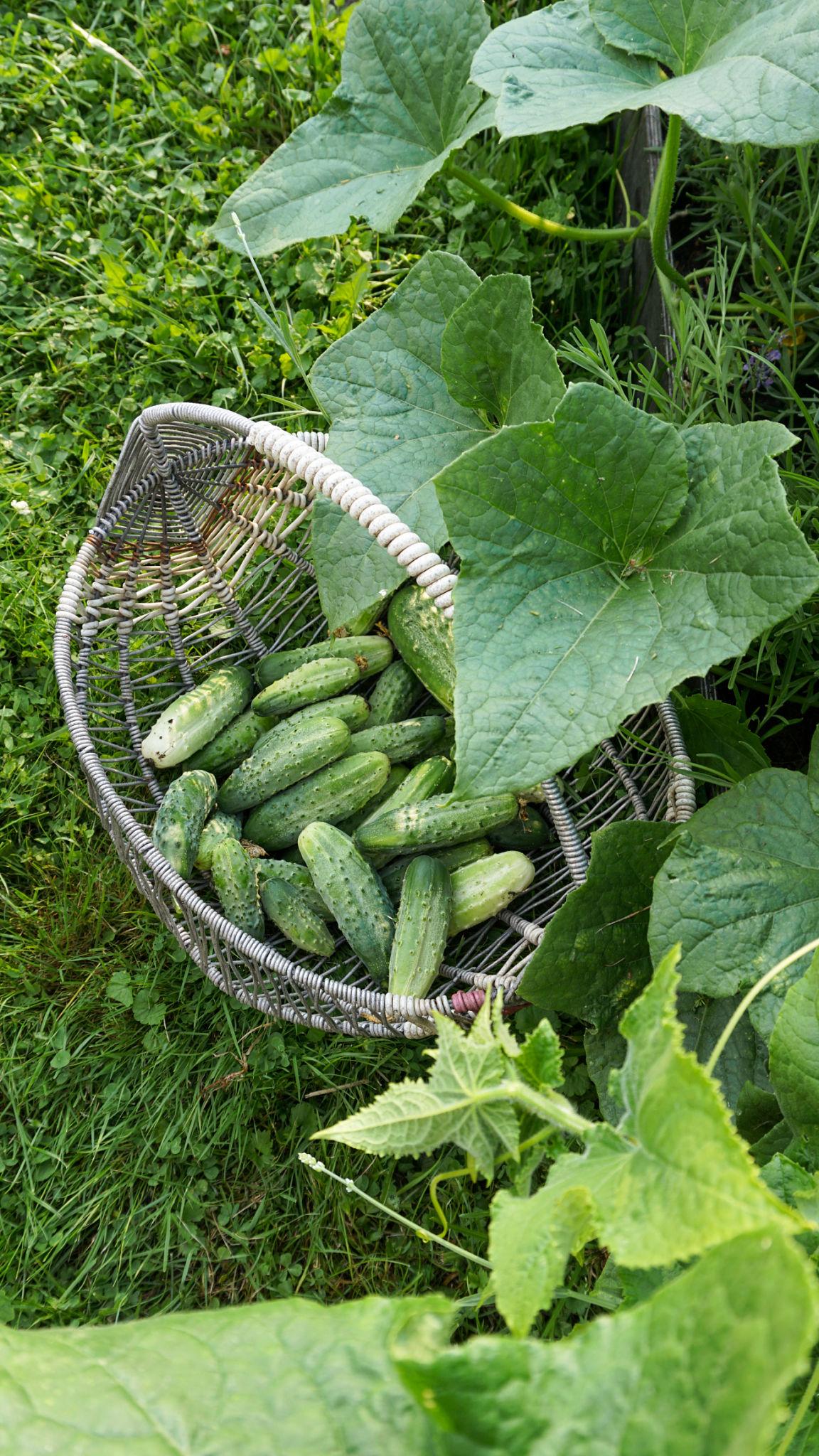 Team Seeds F1 Hybrid Arpit Cucumber Seeds (KHEERA) Early High Yield Variety