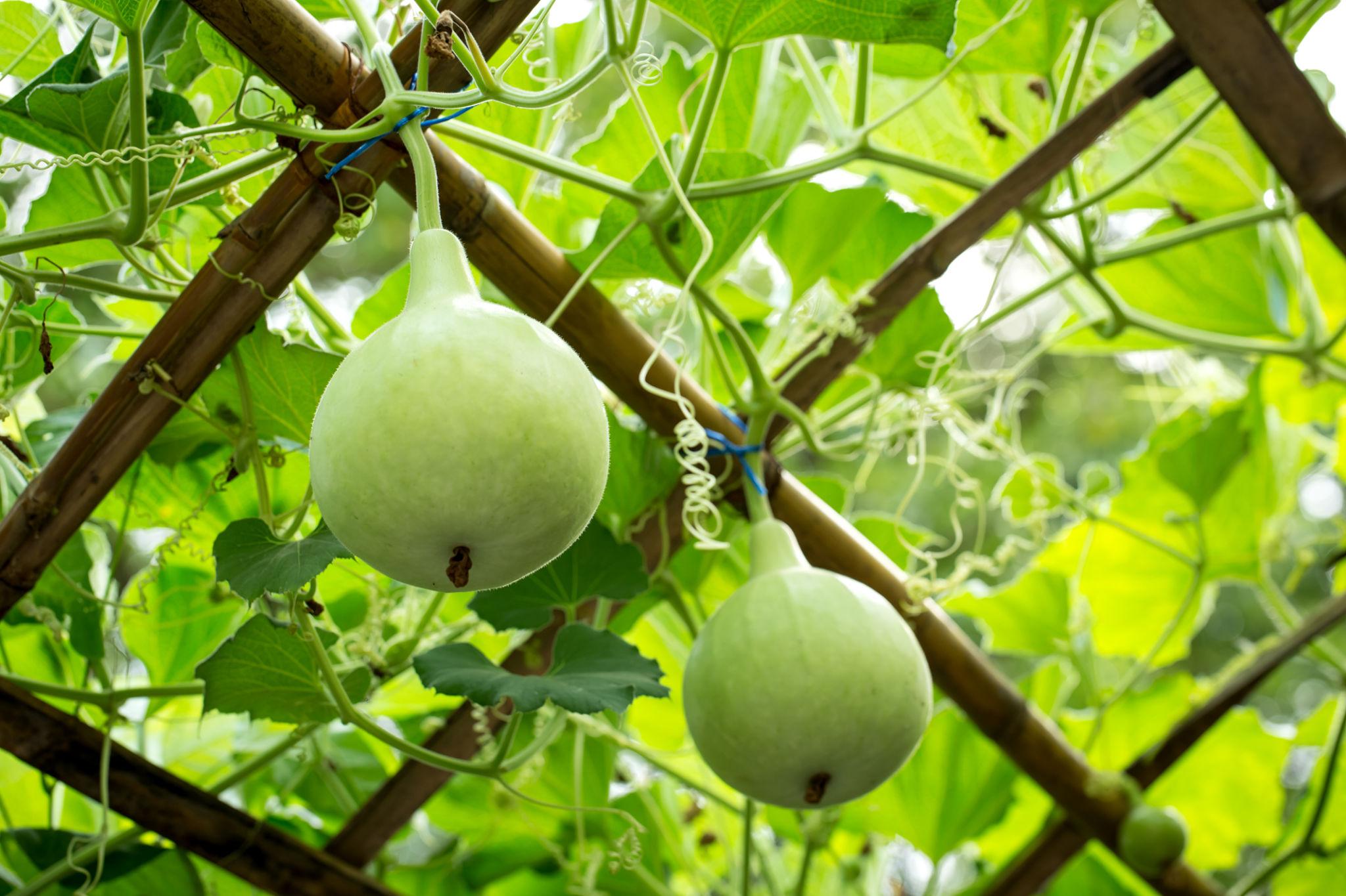 Acsen Jaidev F1 Hybrid Bottle Gourd Seeds (KADDU & LOKI) Parrot Green, Round Shape with Conical Neck
