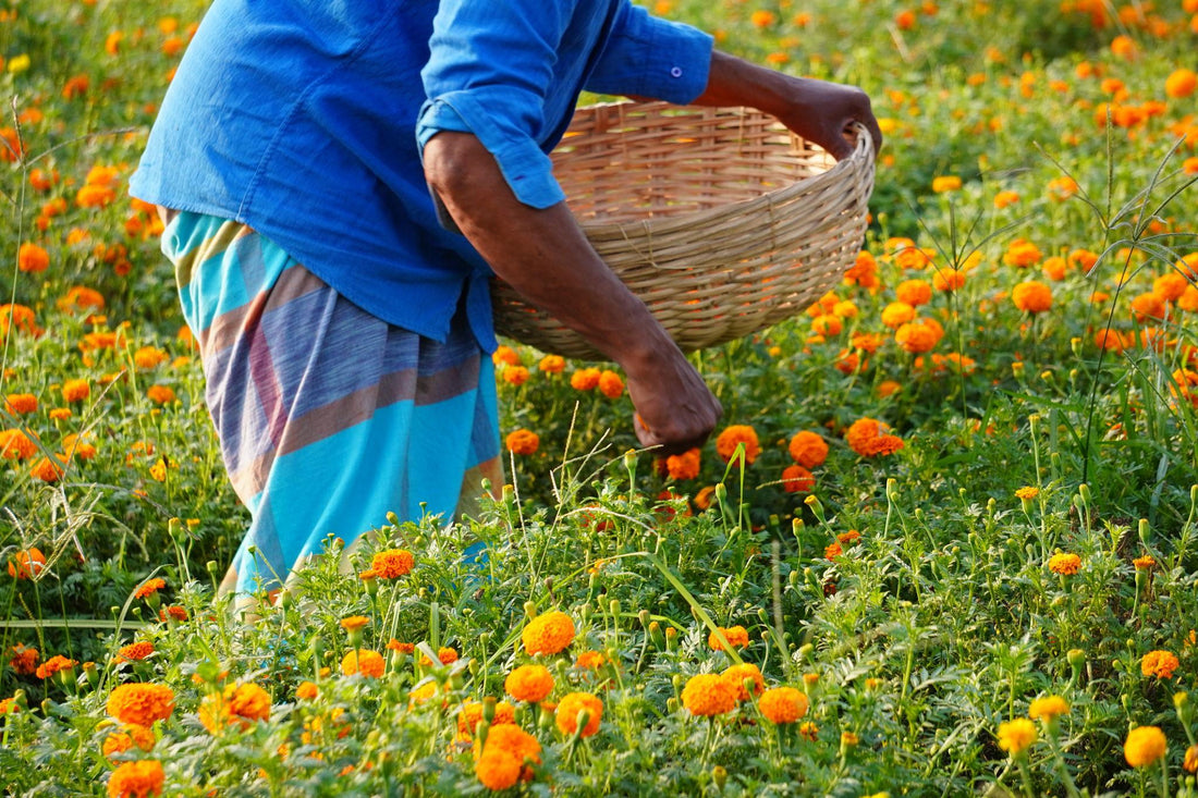 Indus F1 Hybrid KESAR Flower Seeds MariGold (GENDA)