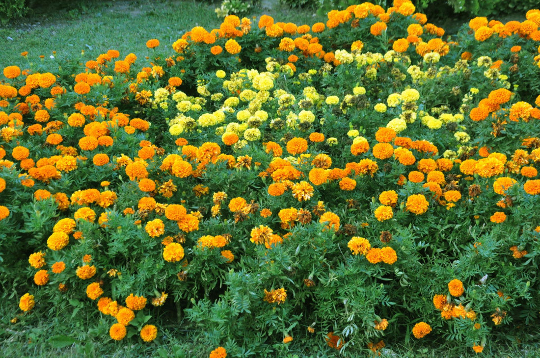Indus Seeds F1 Hybrid Marigold Orange Bunch Hybrid Marigold Seeds With Compact Ball Shaped.