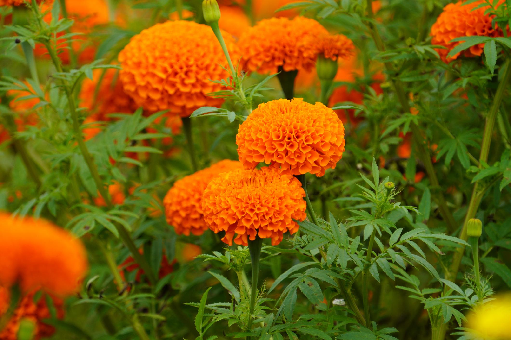 Indus Seeds F1 Hybrid Marigold Orange Bunch Hybrid Marigold Seeds With Compact Ball Shaped.