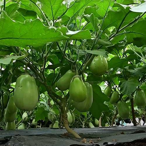 Clause F1 Hybrid Harshit Green Brinjal Seeds (bengan)