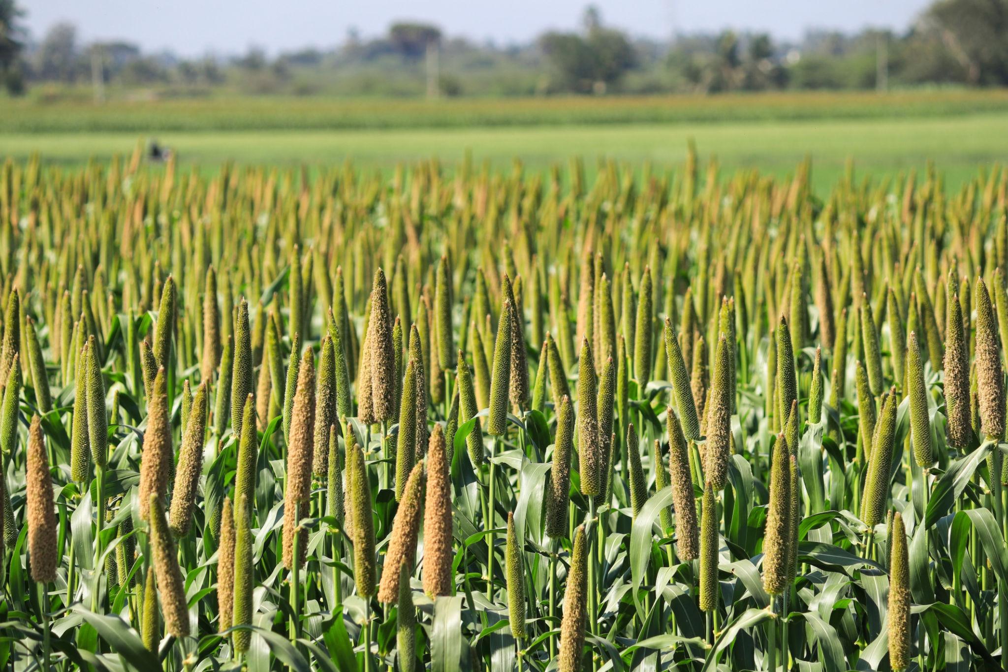Hari Har Multi Cut Bajra Forage Seeds, Fodder Seeds