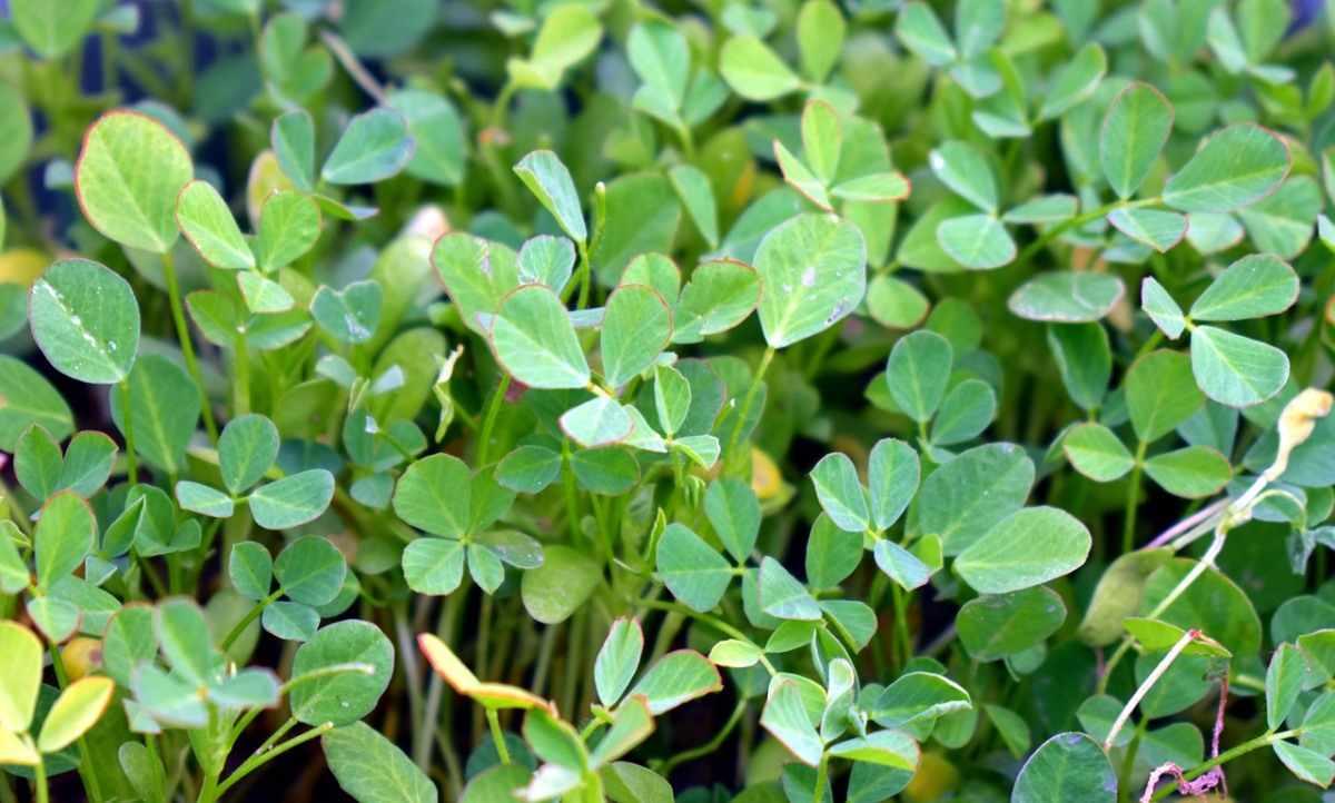 EXTREME SEEDS F1 Hybrid VIJETA Methi Seeds, Fenugreek Seeds, High Yield Variety