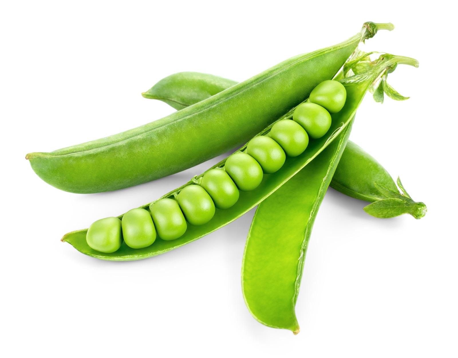 JK SEEDS F1 HYBRID 124 Green Pea Seeds, Dark Green Pods, Disease Tolerant, High Yield